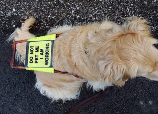 Assistance Dogs to Be Allowed Into Singapore Restaurants From 1 Nov, Not Just Guide Dogs Guide dog in harness, illustrating expanded assistance-dog access rules