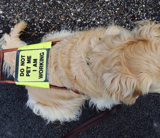 Guide dog in harness, illustrating expanded assistance-dog access rules