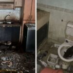 NParks photos of unsanitary Bukit Panjang flat where dozens of cats were seized after abandonment case