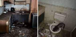 NParks photos of unsanitary Bukit Panjang flat where dozens of cats were seized after abandonment case