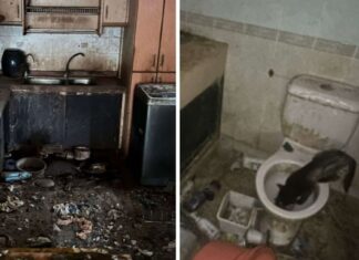 Man Who Abandoned 71 Cats in Bukit Panjang Flat Gets 16 Weeks’ Jail; 9 Cats Died NParks photos of unsanitary Bukit Panjang flat where dozens of cats were seized after abandonment case
