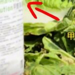 Formaldehyde solution labelled next to cabbages, from 8world coverage of the Hebei case