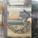 Illegally kept exotic wildlife such as reptiles and amphibians related to NParks seizure from Singapore homes