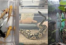 101 Illegally Kept Wild Animals Seized From 6 Singapore Homes; 13 Found Dead and Another Euthanised Illegally kept exotic wildlife such as reptiles and amphibians related to NParks seizure from Singapore homes