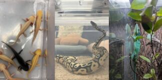 Illegally kept exotic wildlife such as reptiles and amphibians related to NParks seizure from Singapore homes