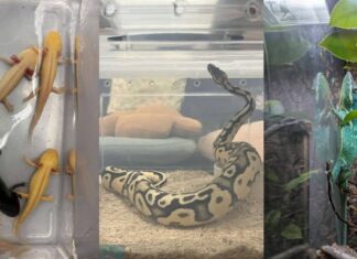 Illegally kept exotic wildlife such as reptiles and amphibians related to NParks seizure from Singapore homes