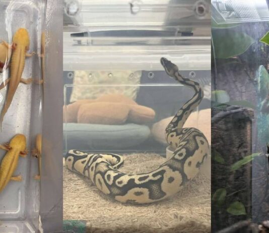 Illegally kept exotic wildlife such as reptiles and amphibians related to NParks seizure from Singapore homes