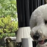 Buddy the standard poodle from owner Instagram