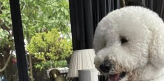 Buddy the standard poodle from owner Instagram