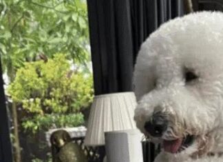 Man, 51, Charged After Poodle Allegedly Left Unattended for 90 Minutes at Tanjong Katong Groomer and Later Dies Buddy the standard poodle from owner Instagram