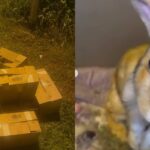 4 of 23 Rabbits Allegedly Abandoned at Seletar Farmway Die; NParks Investigating Cardboard boxes of allegedly abandoned rabbits at Seletar Farmway at night, with one rabbit perched on a box, plus a close-up of one of the rescued rabbits