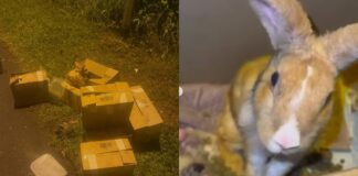 Cardboard boxes of allegedly abandoned rabbits at Seletar Farmway at night, with one rabbit perched on a box, plus a close-up of one of the rescued rabbits