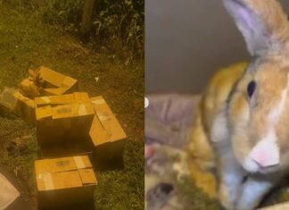 4 of 23 Rabbits Allegedly Abandoned at Seletar Farmway Die; NParks Investigating Cardboard boxes of allegedly abandoned rabbits at Seletar Farmway at night, with one rabbit perched on a box, plus a close-up of one of the rescued rabbits