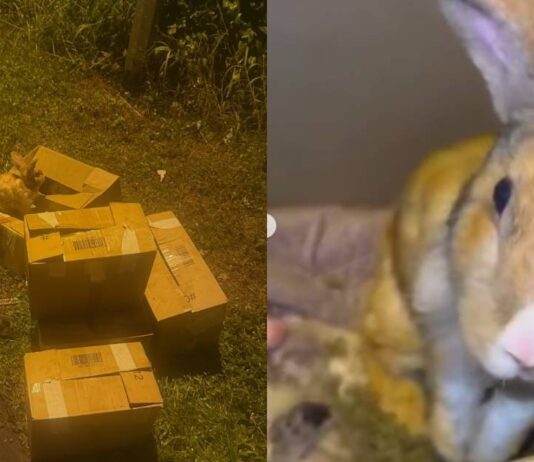 Cardboard boxes of allegedly abandoned rabbits at Seletar Farmway at night, with one rabbit perched on a box, plus a close-up of one of the rescued rabbits