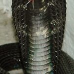 Equatorial spitting cobra (Naja sumatrana), the highly venomous species reported near Serangoon Gardens