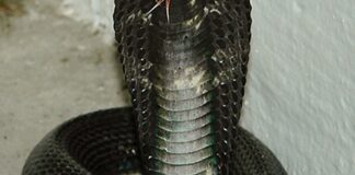 Equatorial spitting cobra (Naja sumatrana), the highly venomous species reported near Serangoon Gardens