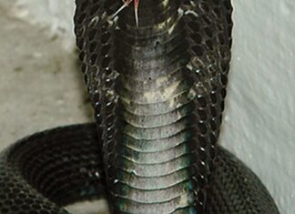 Black Spitting Cobra Spotted Near Serangoon Gardens; NParks Searches Fail to Find It Equatorial spitting cobra (Naja sumatrana), the highly venomous species reported near Serangoon Gardens