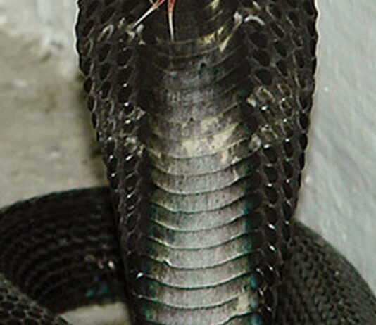Black Spitting Cobra Spotted Near Serangoon Gardens; NParks Searches Fail to Find It Equatorial spitting cobra (Naja sumatrana), the highly venomous species reported near Serangoon Gardens