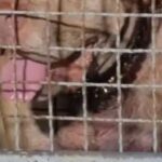 Thai Woman, 70, Killed by Pit Bull Mix She Adopted After It Had Previously Killed Its Owner Pit bull mix dog behind cage wire mesh in Thailand