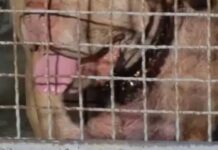 Thai Woman, 70, Killed by Pit Bull Mix She Adopted After It Had Previously Killed Its Owner Pit bull mix dog behind cage wire mesh in Thailand