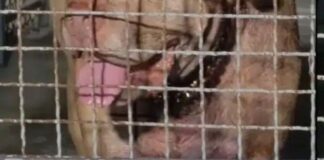 Pit bull mix dog behind cage wire mesh in Thailand