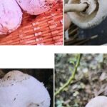 Close-up of wild mushrooms on a kitchen surface, non-literal health warning illustration with no people