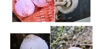 Close-up of wild mushrooms on a kitchen surface, non-literal health warning illustration with no people