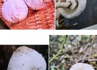Singapore Gardener Hospitalised After Cooking and Eating Wild Mushroom He Thought Was Safe Close-up of wild mushrooms on a kitchen surface, non-literal health warning illustration with no people