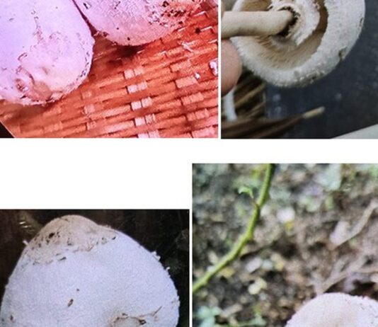 Close-up of wild mushrooms on a kitchen surface, non-literal health warning illustration with no people