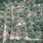 Nearly S$140 Million to Remain Seized in Singapore Despite “Significant” CPIB Procedural Lapses Aerial view of rows of oil palm trees on a plantation
