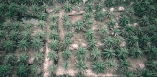 Aerial view of rows of oil palm trees on a plantation