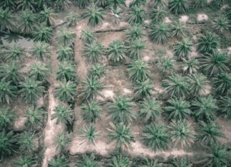 Nearly S$140 Million to Remain Seized in Singapore Despite “Significant” CPIB Procedural Lapses Aerial view of rows of oil palm trees on a plantation
