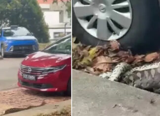 Python Filmed Swallowing Chicken Near West Coast Drive Car Park Python beside a car wheel next to a red car and a police officer