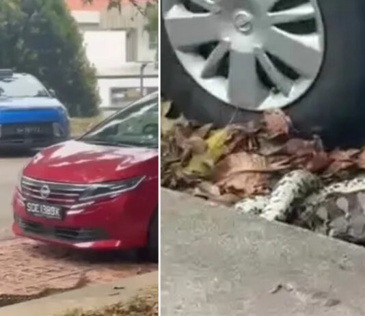 Python Filmed Swallowing Chicken Near West Coast Drive Car Park Python beside a car wheel next to a red car and a police officer